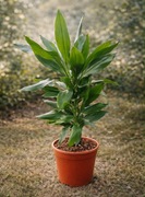 Dracena wonna (Dracaena fragrans)