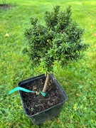 Taxus baccata 'Green Diamond'