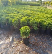 Tuja zachodnia 'Danica/Thuja occidentalis 'Danica 