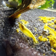 10 Krewetek Yellow Neon