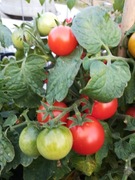 Pomidor Bajaja niski do donic, taras i balkon