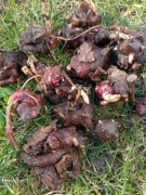 Rozmnóżka Yacon -słodkie owoce ziemi dla cukrzyków i nie tylko. 6szt