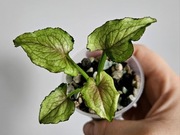 Syngonium Red Yami kolekcjonerskie hydroponika 