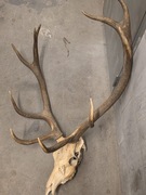 OKAZJA! Zestaw 5 poroży (Jeleń/Łoś) – Całość 1250 zł – Warszawa Bemowo