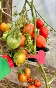 Pomidor ROTE HERTZTOMATE Megagroniasty nasiona kolekcjonerskie