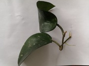 Hoya Tam Dao ukorzeniona