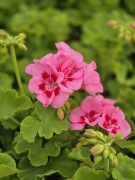 Pelargonia caliope - Rose Splash 