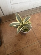 Sansewieria Sansevieria ,,Golden Hanii” plus dwa odrosty