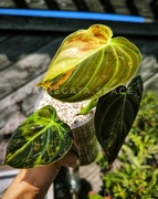 Philodendron melanochrysum variegata filodendron melanochryzum 