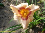 Hemerocallis / Liliowiec: Rotmistrz Witold Pilecki