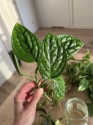 Monstera Karsteniana Peru