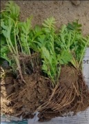 Wrotycz pospolity 20szt. sadzonek  z uzdrowiska