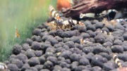 Krewetki Caridina mix 50 szt.