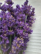 Żywe kwiaty lawendy