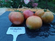 KOZULA 72 nasiona Pomidor Kolekcjonerski