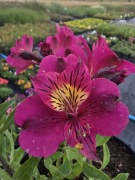 Alstromeria pojemnikowa - Louise