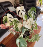 Monstera Variegata Deliciosa - 3 liście SZCZYT 
