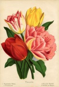 Tulipany - Kwiaty reprint XIX w. grafik