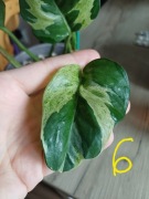 Epipremnum lava mutation, kolejcjonerskie