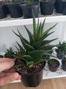 haworthia limifolia haworsja pasiasta