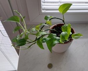 Epipremnum marble green, jade star piękne wybarwienie +gratis