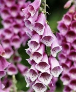 Naparstnica Sadzonka Miododajna