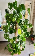 Monstera Deliciosa 2m