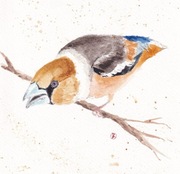 GRUBODZIÓB autorska akwarela A4