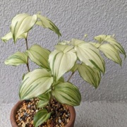 Parnik / Disporum smilacinum Daisetsurei