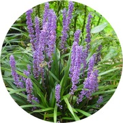 Liriope Big Blue, 1,5L, bylina