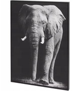 Obraz na ścianę Słoń foto obrazek 28x 38cm