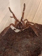 Ptasznik theraphosa blondi samiec 