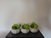 Mech chrobotek w doniczce 2szt