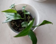 Epipremnum pinnatum blue form rzadkość