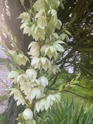 Juka Karolińska z ogrodu - duże okazy