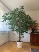 Duzy zdrowy fikus - ozdoba wnetrza za 100 zl