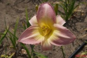 Hemerocallis / Liliowiec: Alicja