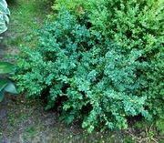 Bukszpan wieczniezielony 'Vardar Valley' Buxus 074