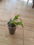 Fikus Benjamina Moonlight 