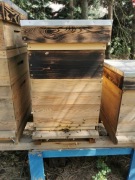 Pszczoły i ule Dadant z nadstawkami = 5 uli