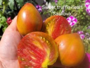 Pomidor Sweet truffle heart. Saakova. TOP 2025