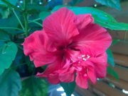 Róża chińska hibiskus czerwona pełna ketmia sadzonka