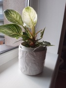 kwiatek Filodendron BIRKIN