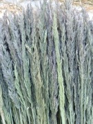 Trawa leśna Trzcinnik zboże suszone naturalne trawy susz na palmy wianki 