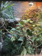 Terrarium kameleon/gekon/felsuma