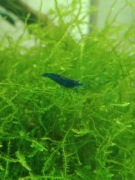 Krewetki blue velvet