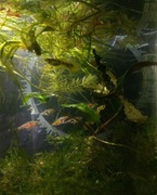 Akwarium zestaw kostka 30x30x30 razborki espei z roślinkami