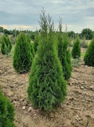 Tuje szmaragd 120-130 cm