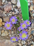 Hepatica Blue Sandan przylaszczka