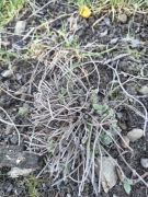 Kocimiętka sadzonka